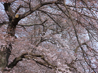 Cherry blossoms near Shiroishigawa Sen-oh Park at Kawabata Funaoka, Shibata, Shibata District, Miyagi, Japan