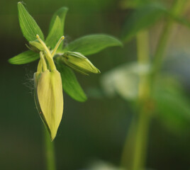 Background for design. Unopened bud of unusual flower and sun glare.