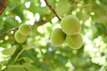 Growing plums in an orchard. Unripe plum fruits on the branches Closeup, green, unripe plum on a tree, Close up detail of unripe green plums on plum tree. Green and unripe plum fruits on a branch
