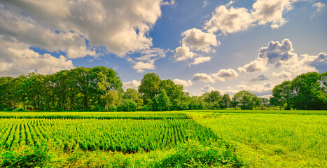 Beautiful white clouds passing over a rural landscape in The Netherlands.