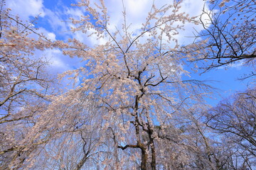 Cherry blossoms at Shiroishi Castle, a Restored 16th-century castle at Masuokacho, Shiroishi, Miyagi, Japan