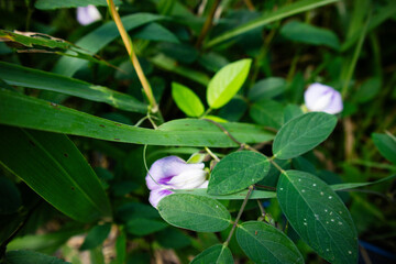 Obraz premium Spurred Butterfly Pea or Centrosema virginianum and seed pod. A vine with purplish to nearly white flowers and slim long seed pods containing four to ten dark brown seeds.