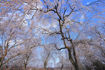 Cherry blossoms at Shiroishi Castle, a Restored 16th-century castle at Masuokacho, Shiroishi, Miyagi, Japan