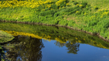 Obraz premium The riverbank with grass and flowers. Summer background.