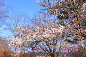 Cherry blossoms at Shiroishi Castle, a Restored 16th-century castle at Masuokacho, Shiroishi,...