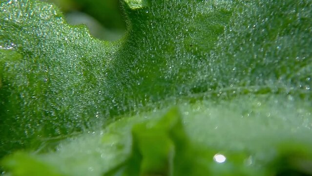 Clear dew droplets on green leaves in the morning
