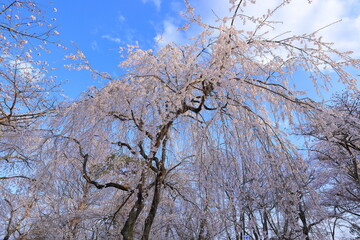 Cherry blossoms at Shiroishi Castle, a Restored 16th-century castle at Masuokacho, Shiroishi, Miyagi, Japan