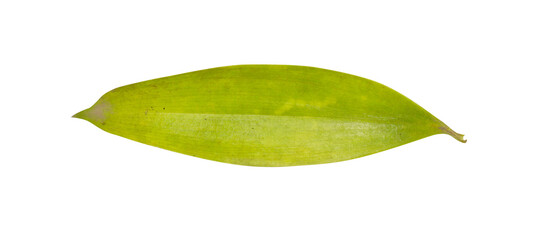 Leaf