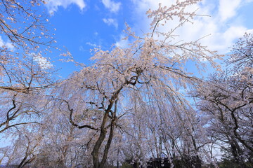 Cherry blossoms at Shiroishi Castle, a Restored 16th-century castle at Masuokacho, Shiroishi, Miyagi, Japan