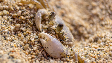 Atlantic ghost crab partially buried in sand on a beach in Tayrona Park