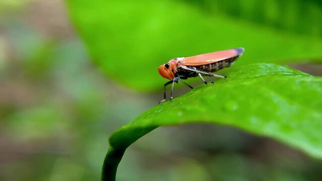 4k video of Cicada Bothrogonia planthopper on fresh green leaves, beautiful deep orange leafhopper