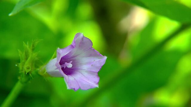 Ipomoea triloba flowers or purple trumpet flowers grow wild in the forest