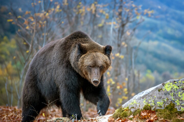 Large brown bear walking across forest