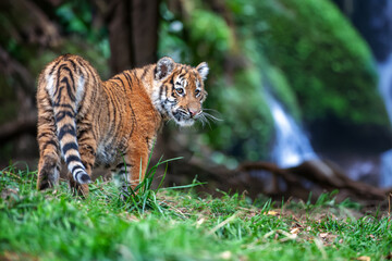 Tiger cub in the wild. Baby animal in green grass on waterfall background