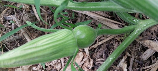 Obraz premium korea Pumpkin leaves and arcs