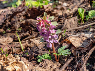 Southern Urals, flowering fumewort (Corydalis solida) in the forest in spring.