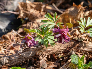 Southern Urals, flowering fumewort (Corydalis solida) in the forest in spring.