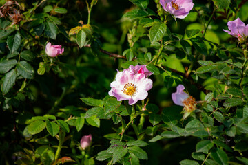 Pink rosehip flowers on the bush. Bloom, blossom. Plant. Nature. Rosehip. 