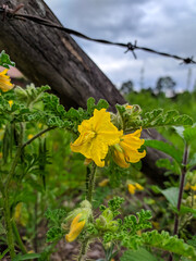 Closeup of a beautiful yellow flower with a trunk in the background, leaves and flowers in the foreground