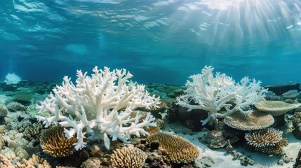 Obraz premium Coral Reef Bleaching: Photograph coral reefs bleached white due to rising sea temperatures and ocean acidification, showcasing the vulnerability of coral ecosystems and the marine life they support. 