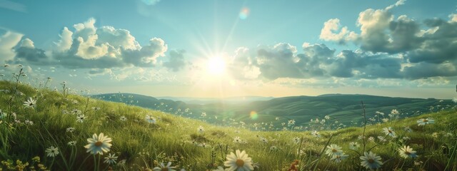 Fototapeta premium Beautiful natural rural field scenery with blooming daisy flower field in meadow in hilly countryside.