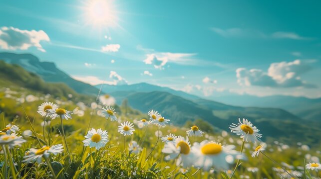 Beautiful natural rural field scenery with blooming daisy flower field in meadow in hilly countryside.