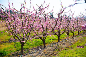 Fototapeta premium Blooming peach trees in early spring. High quality photo