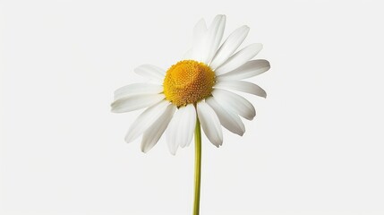 Fototapeta premium daisy isolated on white background