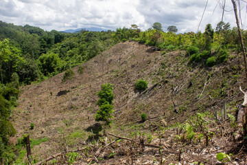 portrait of deforestation for agricultural land in rural villages in Sumatra