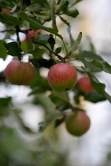 Apple tree in Berlin