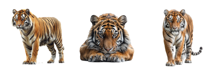 Set of tiger isolated on transparent background. Generated Ai.