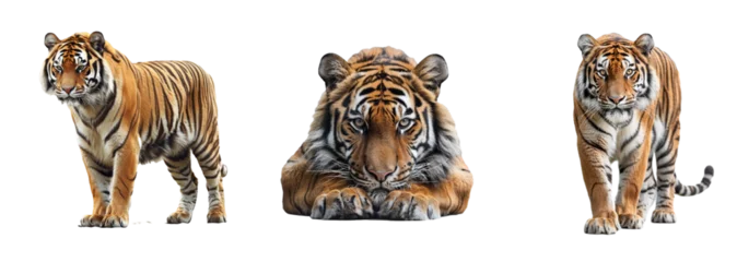 Selbstklebende Fototapeten Set of tiger isolated on transparent background. Generated Ai. © Tatiana