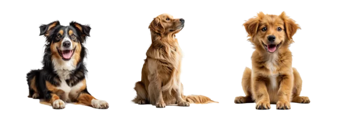Fotobehang Hond Set of cute dog isolated on transparent background. Generated Ai.  © Tatiana