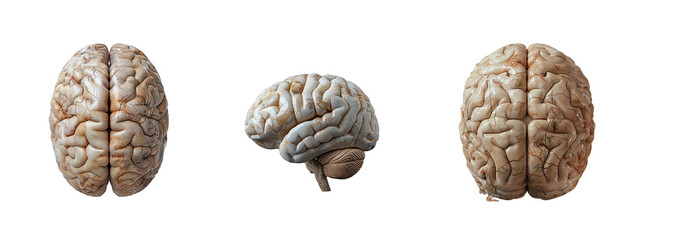 Set of human brain isolated on transparent background. Generated Ai.