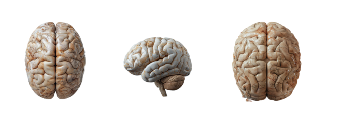 Set of human brain isolated on transparent background. Generated Ai.