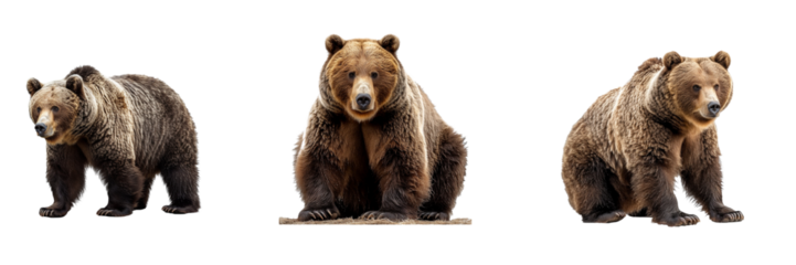 Set of bears isolated on transparent background. Generated Ai.
