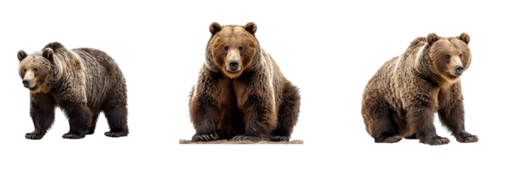 Fototapeten Set of bears isolated on transparent background. Generated Ai. © Tatiana