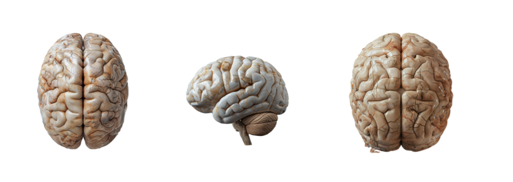 Set of human brain isolated on transparent background. Generated Ai.