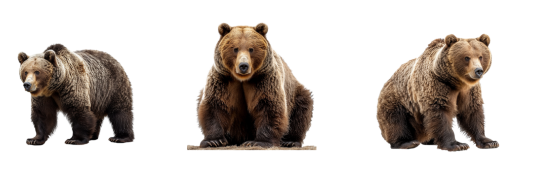 Set of bears isolated on transparent background. Generated Ai.