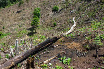 portrait of deforestation for agricultural land in rural villages in Sumatra