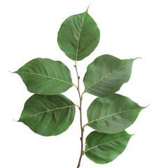 Fototapeta premium green leaves isolated on white