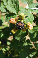 Natural food - fresh ripe and unripe blackberries in a garden. Bunch of ripe and unripe blackberry fruit on branch with green leaves on a farm. Close-up, blurred background. Chakwal, Punjab, Pakistan