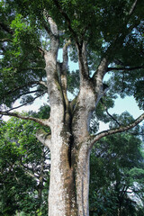 Rainforest interior, Botanical Gardens, Singapore