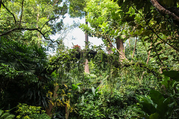 Tropical botanical garden, rainforrest in Singapore