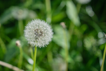 Single dandelion puffball pappus against grass green background