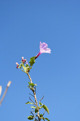 Ipomoea carnea, Ipomoea carnea, the pink morning glory is a species of morning glory that grows as a bush, A close view of Ipomoea carnea flower in nature, Chakwal, Punjab, Pakistan