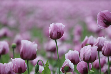 Beautiful poppy  Papaver Somniferum flowers growing in a large commercial agricultural field for seeds. 