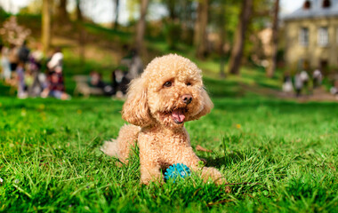 Toy poodle dog lies in the green grass in the park. The dog is resting. A ball is lying near the dog. The photo is horizontal and blurry