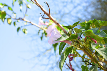 Ipomoea carnea, Ipomoea carnea, the pink morning glory is a species of morning glory that grows as a bush, A close view of Ipomoea carnea flower in nature, Chakwal, Punjab, Pakistan