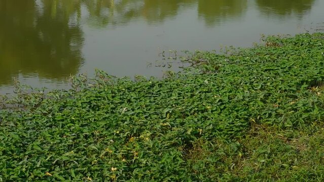 Lush water spinach (Ipomoea aquatica) thriving atop a crystal-clear pond, showcasing vibrant greenery and serene beauty. Perfect for adding a refreshing, natural touch to any space.